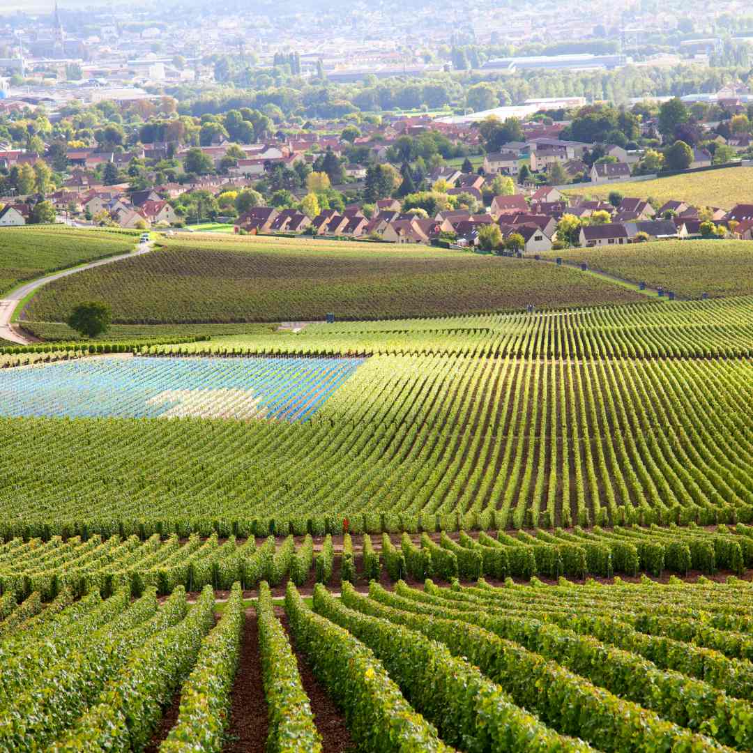 La route des vins de bordeaux