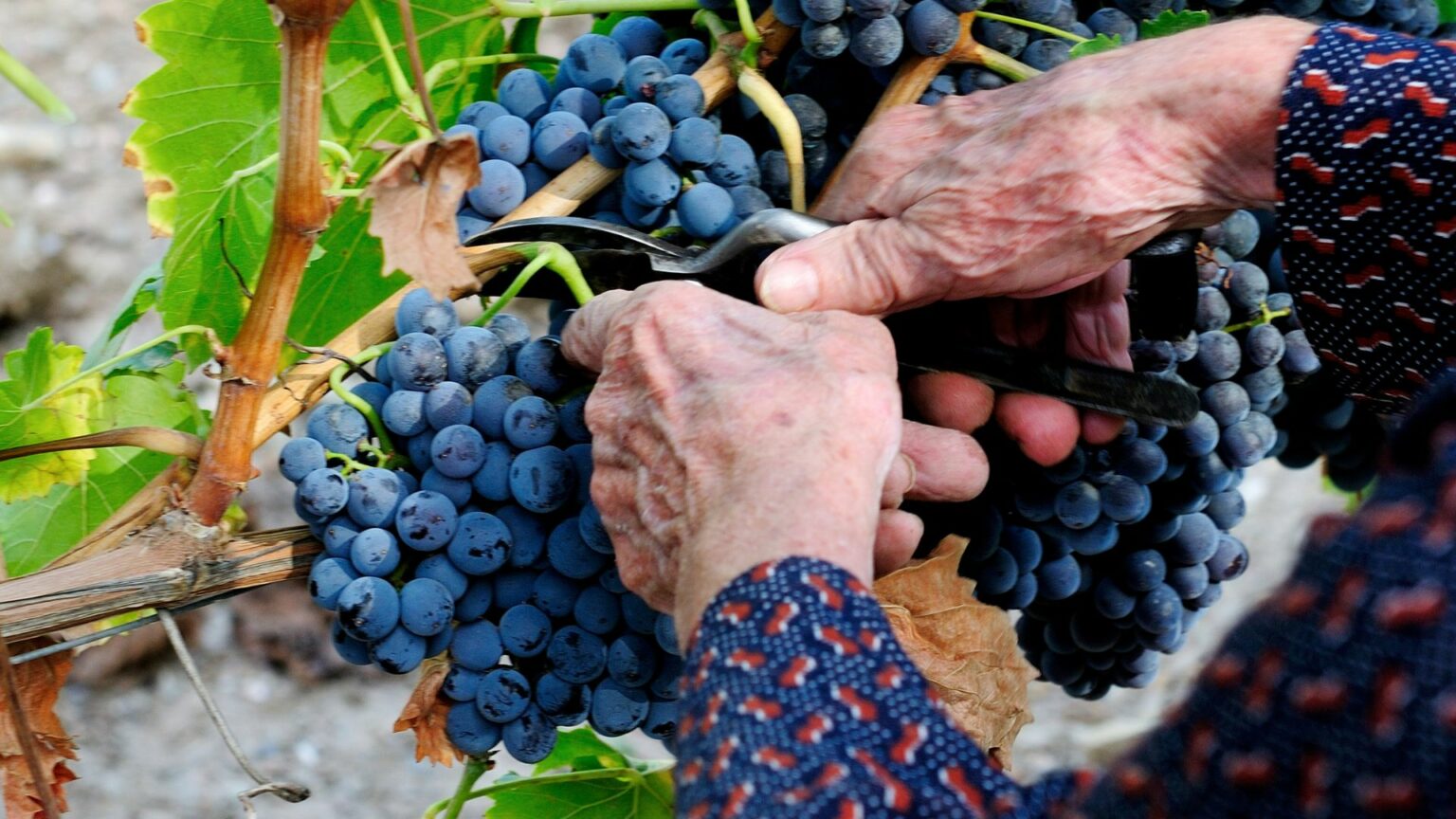 La vigne au rythme des saisons